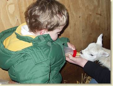 20070303-02 Lammetje melk geven 02